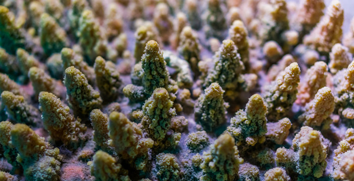 macro closeup of a stony coral specie, colony of corals, marine life background