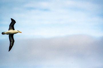 An albatross against the Antarctic sky