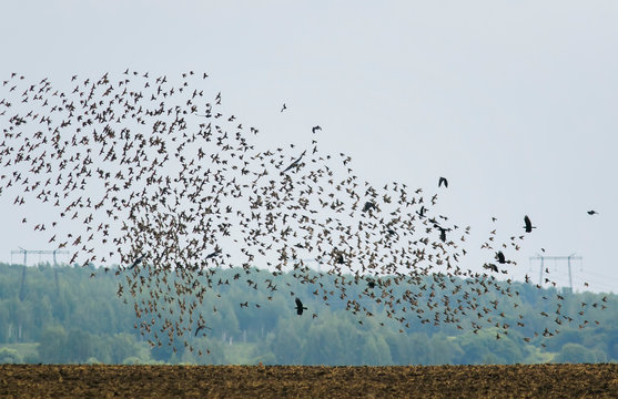 numerous migratory birds of black starlings spreading their wings rapidly fly up from the field against the sky and trees in the village