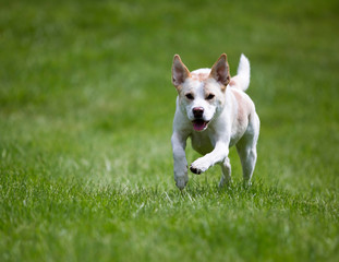 Mixed breed Husky Labrador Retriever running and playing in a green meadow on a sunny summer day.