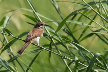 Isabelline shrike perched on tall grass, Bahrain