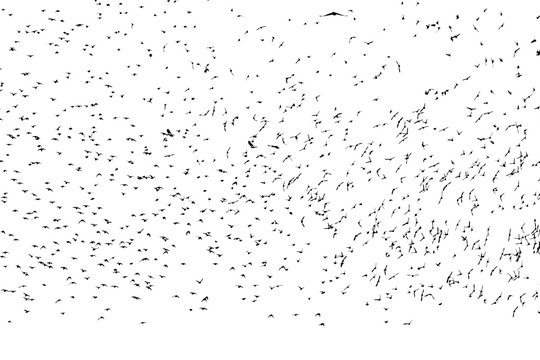 black silhouettes of numerous migratory birds starlings spread their wings fly in a large flock against the white isolated
