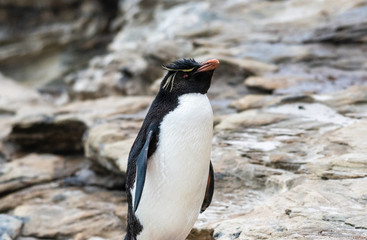 A close-up view of the Southern Rockhopper penguin on the Falkland Islands