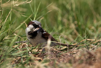 The house sparrow with a insect, Bahrain
