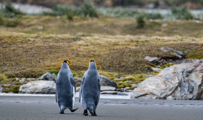 Friends: A pair of king penguins walking along the shore of South Georgia Island © John Yunker