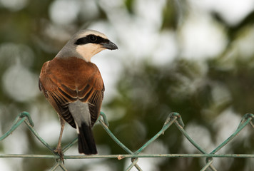 The Red-backed shrike perched on fence