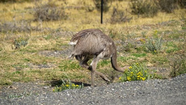 Nandu looking for Eten close to Torres del Paine in Chile