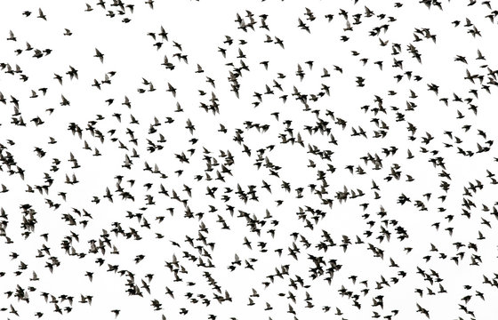 small black silhouettes of numerous migratory birds starlings spread their wings fly in a large flock against the white