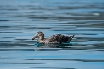 A northern giant petrel in the Southern Ocean