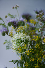  Flowers of coriander, dill, phacelia and allium on a light background