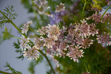 Flowers of coriander and phacelia on a blurred background