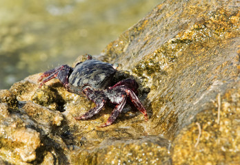 Purple Shore Crab on the limestone rock at Busaiteen coast, Bahrain 