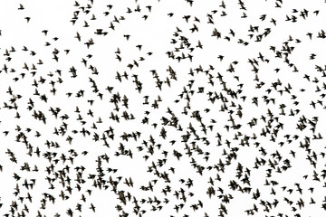 black silhouettes of numerous starlings birds spread their wings fly in the distance in a large flock against a white isolated