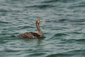 The Socotra cormorant swimming at Busaiteen coast, Bahrain 