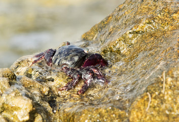 Purple Shore Crab on the limestone rock at Busaiteen coast, Bahrain 