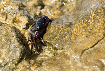 Purple Shore Crab on the limestone rock at Busaiteen coast, Bahrain 