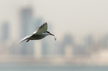 White-cheeked tern holding a fish in flight