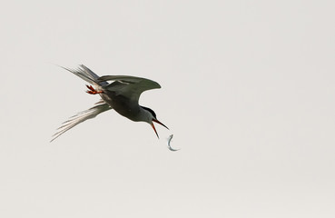 White-cheeked tern trying to hold a fish in flight