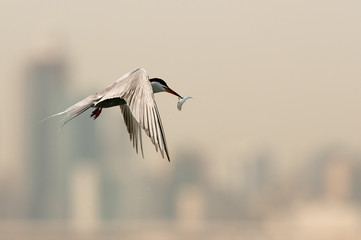 White-cheeked tern holding a fish in flight