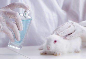 White rabbit in scientific lab experiment