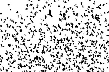 small black silhouettes of numerous birds starlings spread their wings fly in a large flock against the white isolated sky