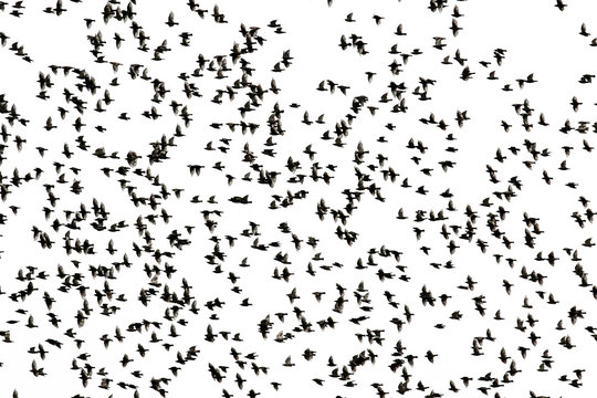 black silhouettes of numerous starlings birds spread their wings fly in a large flock against the background of white isolated