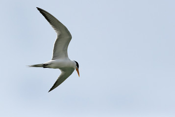 Lesser Crested tern in flight