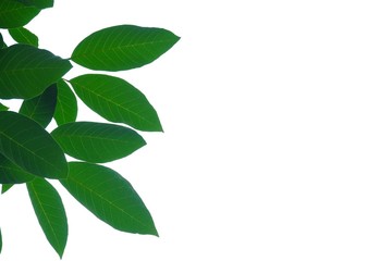 Tropical tree leaves with branches on white isolated background for green foliage backdrop 