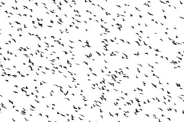 black silhouettes of numerous migratory birds starlings spread their wings rapidly flying in a...