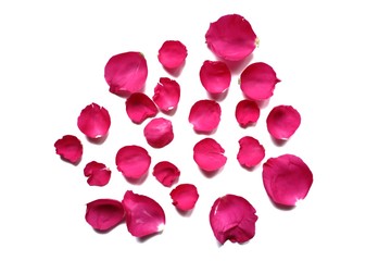 In selective focus a pile of sweet red rose corollas on white isolated background