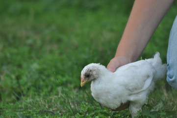 pigeon in a hand