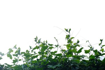 Ivy plant growing as a fence on white isolated background for green foliage backdrop 