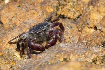 Purple Shore Crab on the limestone rock at Busaiteen coast, Bahrain 
