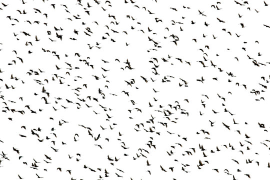 black silhouettes of numerous migratory birds starlings spread their wings rapidly flying in a large flock against the white isolated sky