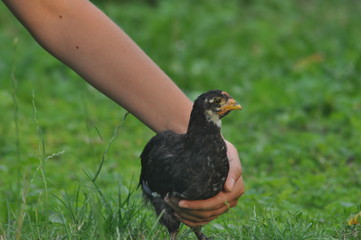 pigeon in grass