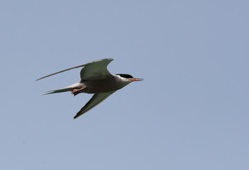 White-cheeked tern in flight