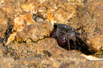Purple Shore Crab on the limestone rock at Busaiteen coast, Bahrain 