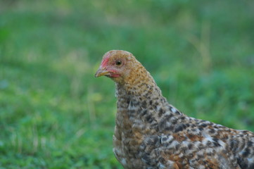 hen and chickens