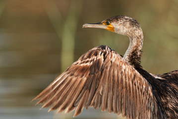 Closeup of a Great Cormorant, Bahrain