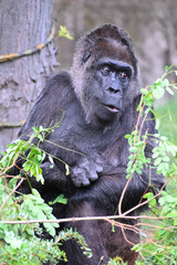 gorilla at rest controls the surrounding environment