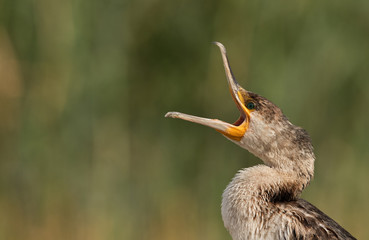 Closeup of a Great Cormorant, Bahrain