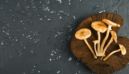 Fresh mushrooms with spices and herbs on black board. View from above. Copy space.