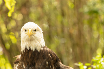 Close-up of an Bald Eagle (Haliaeetus leucocephalus)