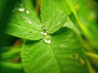 drops on leaf