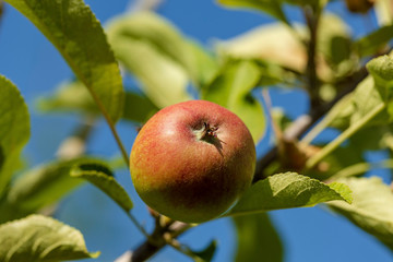 Close up macro view of apple getting mature. Healthy food concept. Beautiful nature background.