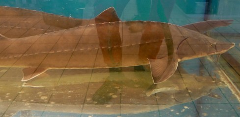 Riesenfische im Aquarium