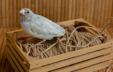 Portrait of a silver Gouldian Finch on a small crate. On bamboo background.
