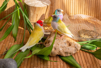 Three Gouldian Finches with a bowl of grain mixtures, a bath of water,  a small stump and stone. 