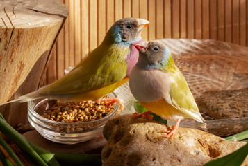 Two Gouldian Finches with a bowl of grain mixtures, a bath of water,  a small stump and stone. On a bamboo background.