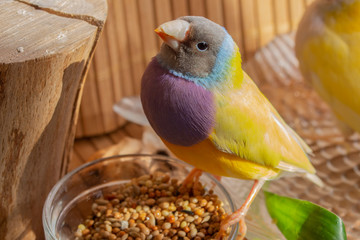 A close-up portrait of a yellow Gouldian Finch with a gray head and purple breasts.